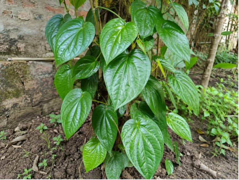 NGHIÊN CỨU & ỨNG DỤNG LÁ TRẦU KHÔNG (Piper betle) TRONG NUÔI TÔM